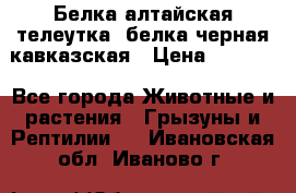 Белка алтайская телеутка, белка черная кавказская › Цена ­ 5 000 - Все города Животные и растения » Грызуны и Рептилии   . Ивановская обл.,Иваново г.